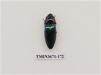 藏品(叩頭蟲(2))的圖片